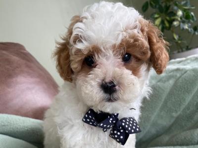 Adorable Toy Maltipoo puppies in Limerick