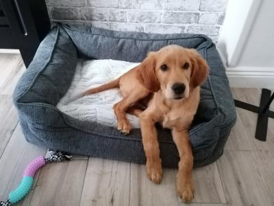 Golden Retriever x Irish Setter Dog for sale