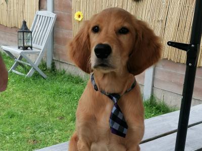 Golden Retriever x Irish Setter puppy 5 months old for sale in Clare