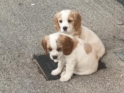 Cockalier (Cocker Spaniel x Cavalier King Charles Spaniel) puppies in Limerick