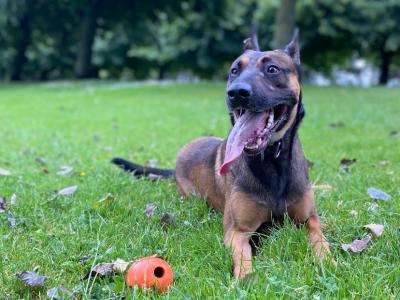 Belgian Malinois for stud
