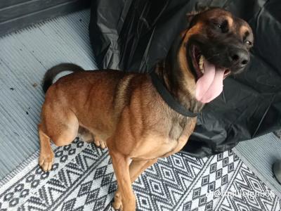 Belgian Malinois for stud
