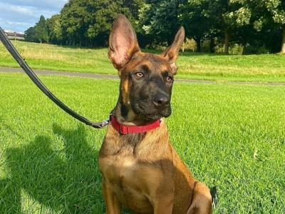 Belgian Malinois for stud