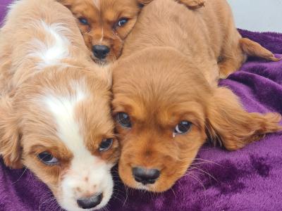 2 ruby maleCavalier King Charles puppies 🐶 left in Wexford