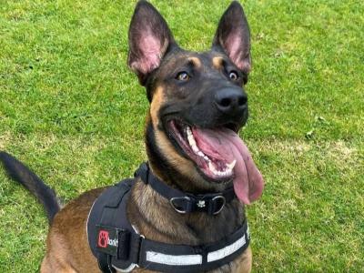 Belgian Malinois for stud