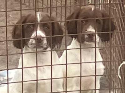 IKC Registered Springer Spaniel puppies for sale in Kerry