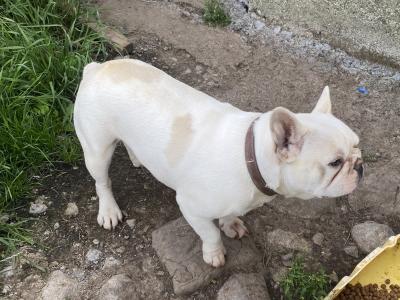 4-year old French Bulldog in Galway