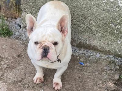 4-year old French Bulldog in Galway