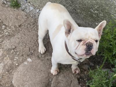 4-year old French Bulldog in Galway