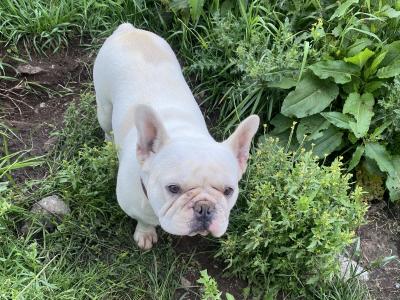 4-year old French Bulldog in Galway