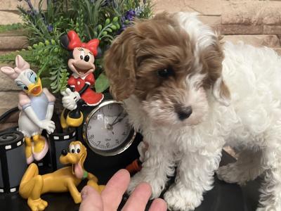 Beautiful Cavapoo pups for sale