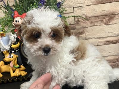 Beautiful Cavapoo pups for sale
