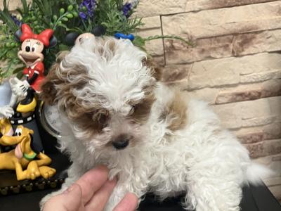 Beautiful Cavapoo pups for sale