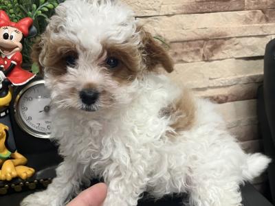 Beautiful Cavapoo pups for sale