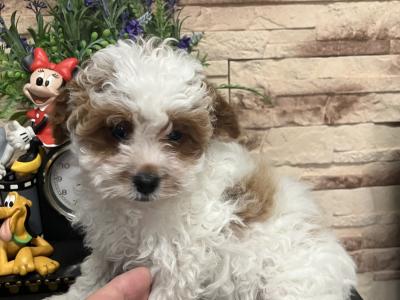 Beautiful Cavapoo pups for sale