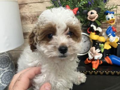 Beautiful Cavapoo pups for sale
