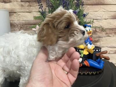 Beautiful Cavapoo pups for sale