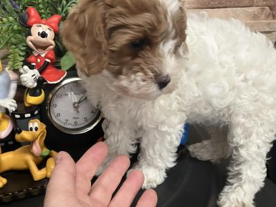 Beautiful Cavapoo pups for sale