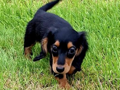 Female beautiful Long Haired Daschund puppy in Westmeath