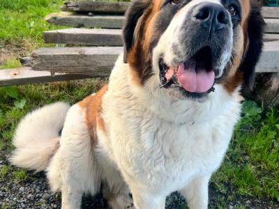 Pedigree Saint Bernard puppies in Roscommon