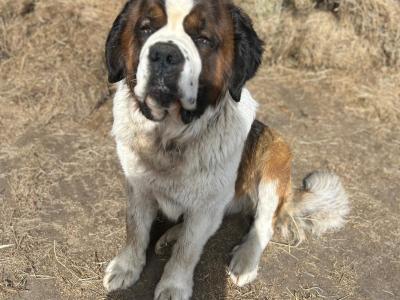 Pedigree Saint Bernard puppies in Roscommon