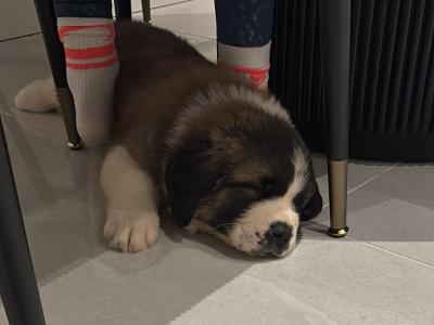 Pedigree Saint Bernard puppies in Roscommon