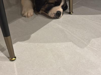 Pedigree Saint Bernard puppies in Roscommon