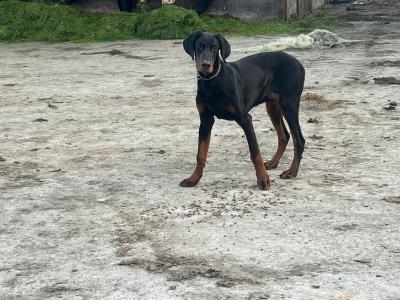Male Dobermann puppy in Kerry