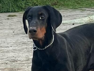 Male Dobermann puppy in Kerry
