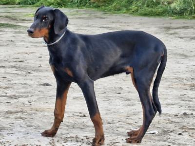 Male Dobermann puppy in Kerry