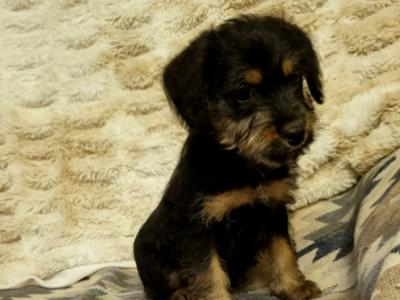 Beautiful miniature Jackapoos puppies in Wexford