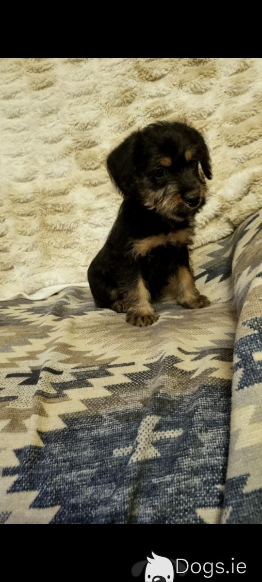 beautiful hypoallergenic Jackapoo puppy