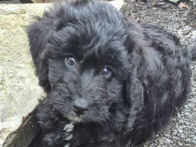 Champion Bloodline Borderdoodle (Border Collie x Poodle) puppies in Cork