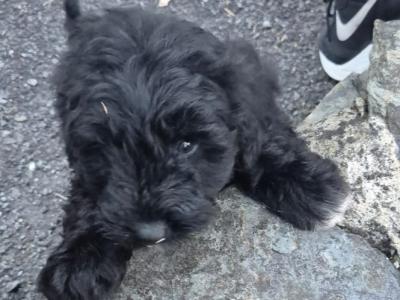 Champion Bloodline Borderdoodle (Border Collie x Poodle) puppies in Cork