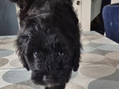 Champion Bloodline Borderdoodle (Border Collie x Poodle) puppies in Cork