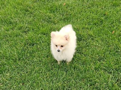 White male Pomeranian puppy in Galway