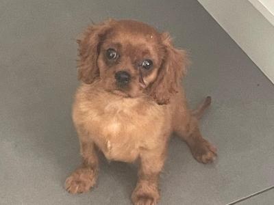 Cavalier King Charles Spaniel puppies in Limerick