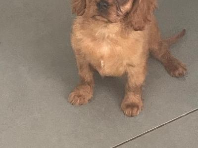 Cavalier King Charles Spaniel puppies in Limerick