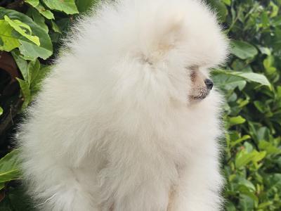 IKC Registered Tiny Magic Polar bear Pomeranian puppies in Laois  🐻‍❄️