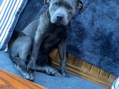 Blue Staffordshire Bull Terrier for stud in Offaly