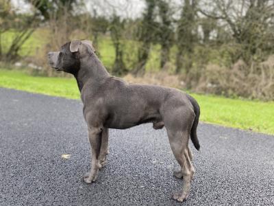 Blue Staffordshire Bull Terrier for stud in Offaly