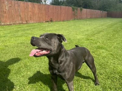 Blue Staffordshire Bull Terrier for stud in Offaly