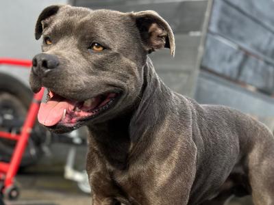 Blue Staffordshire Bull Terrier for stud in Offaly