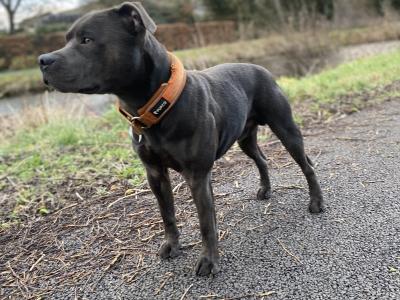 Blue Staffordshire Bull Terrier for stud in Offaly