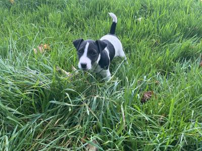 3 Parson Russell x Wire Fox Terrier puppies in Limerick