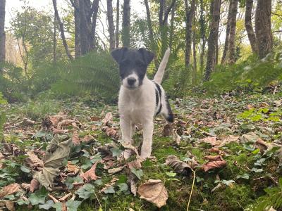 3 Parson Russell x puppies in Limerick