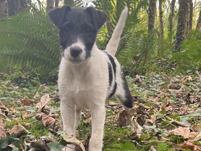 3 Parson Russell x Wire Fox Terrier puppies in Limerick