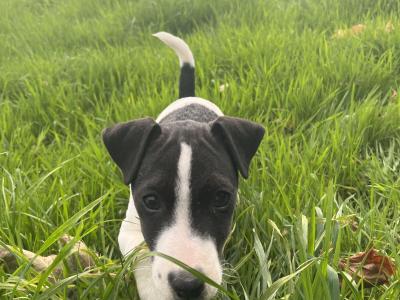 3 Parson Russell x Wire Fox Terrier puppies in Limerick