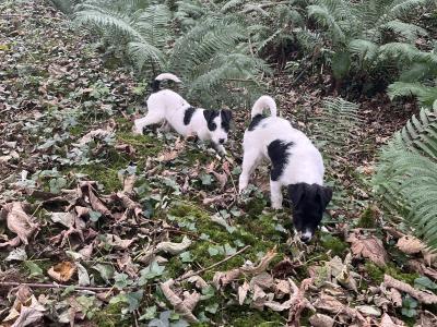3 Parson Russell x Wire Fox Terrier puppies in Limerick