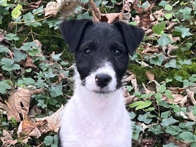 3 Parson Russell x Wire Fox Terrier puppies in Limerick